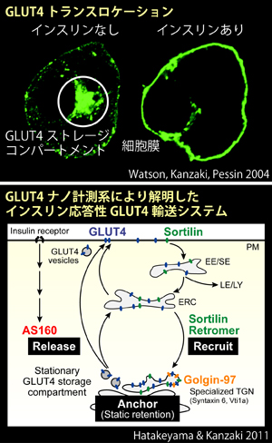GLUT4 translocation