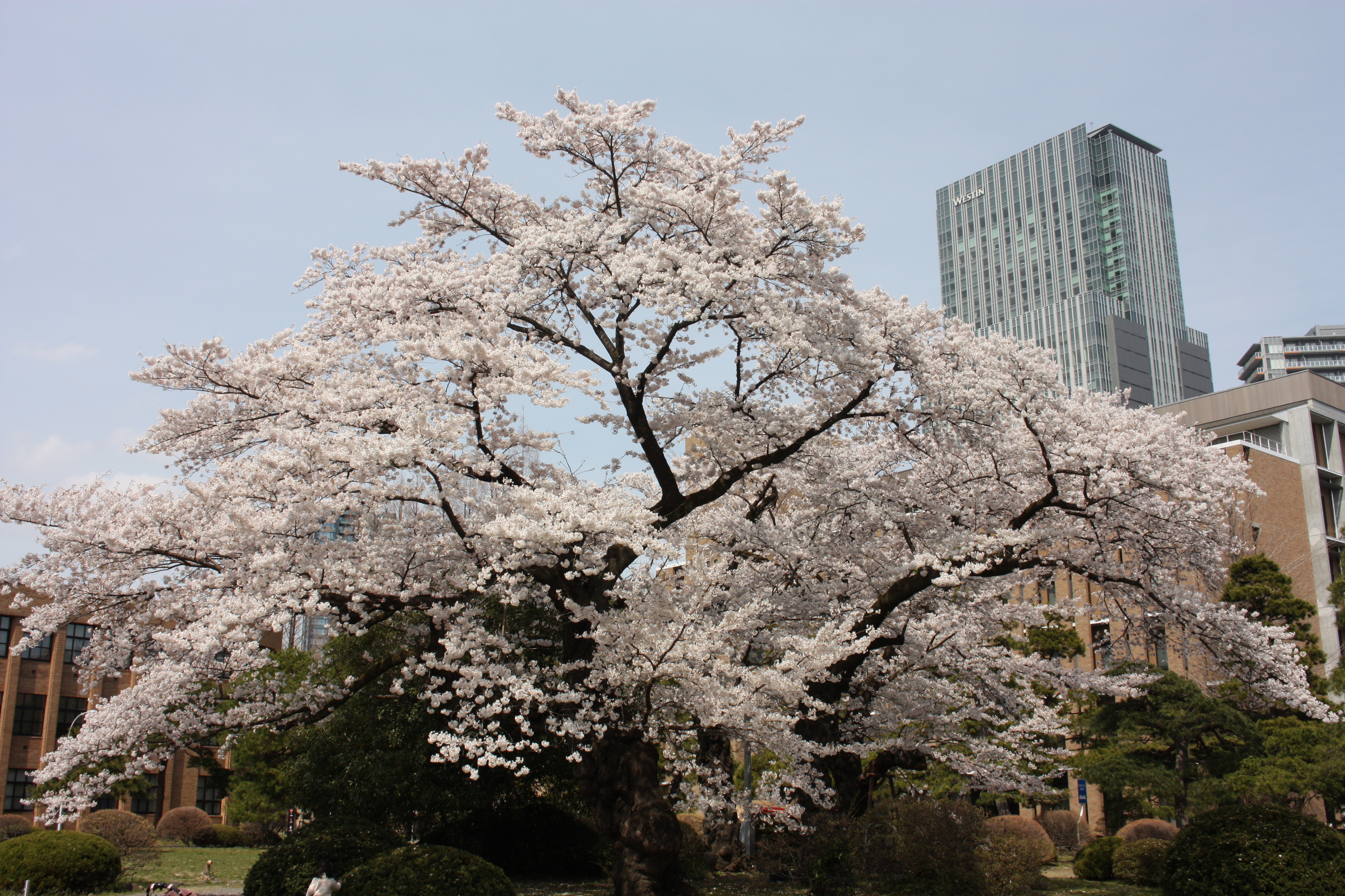 画像：2019_花見1