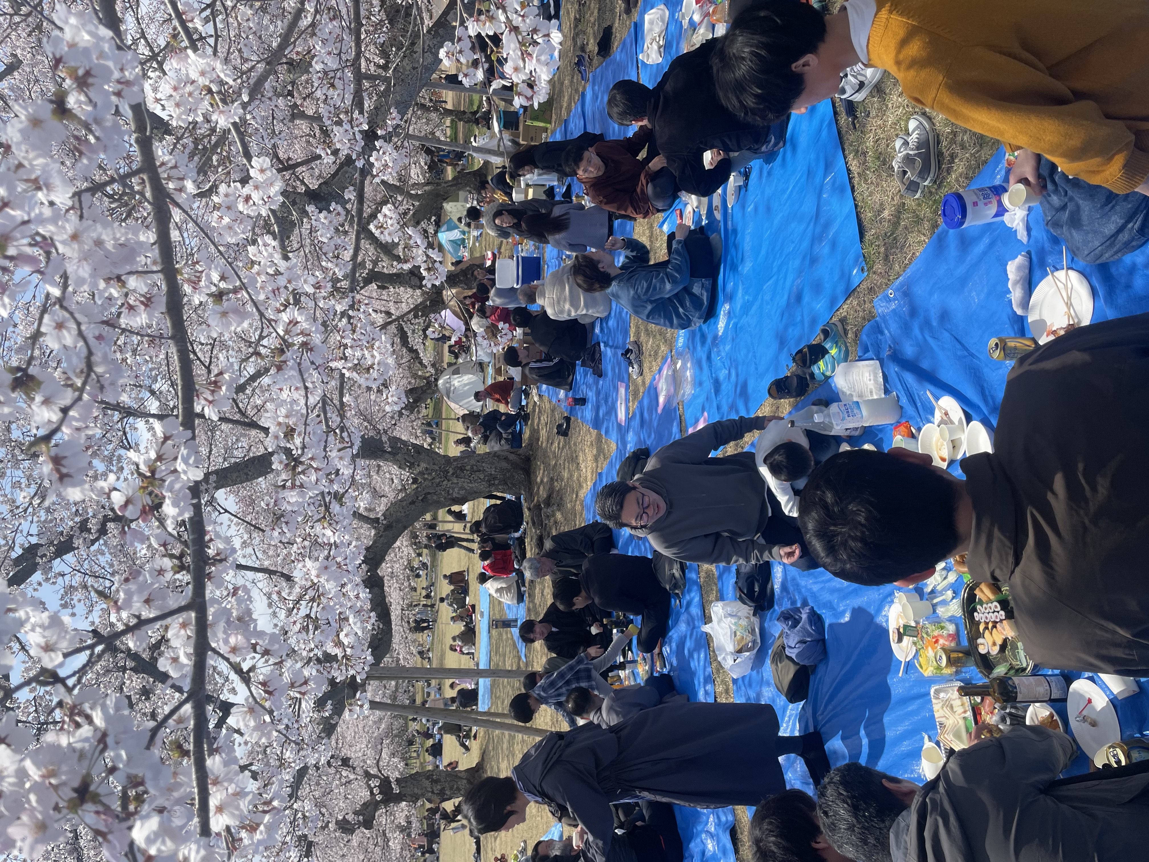 画像:2025_花見1