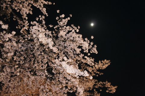 桜と月