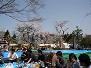 hanami08.jpg